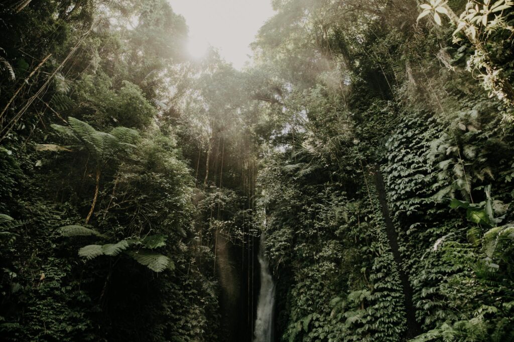 Home Discover the serene beauty of a Bali rainforest waterfall, surrounded by lush greenery.