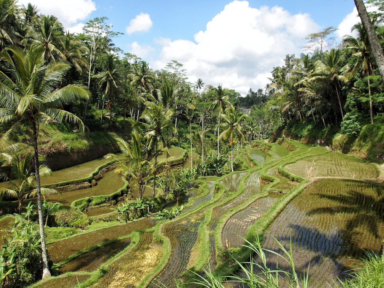 Wonen op Bali in Ubud, omringd door natuur en rijstvelden