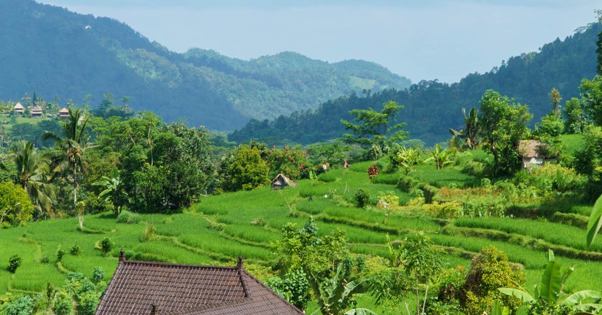 Bali januari februari groene rijstvelden