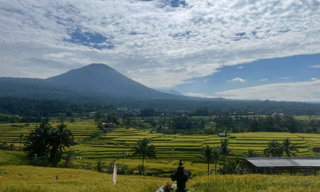 rijstvelden Bali ochtend rust natuur