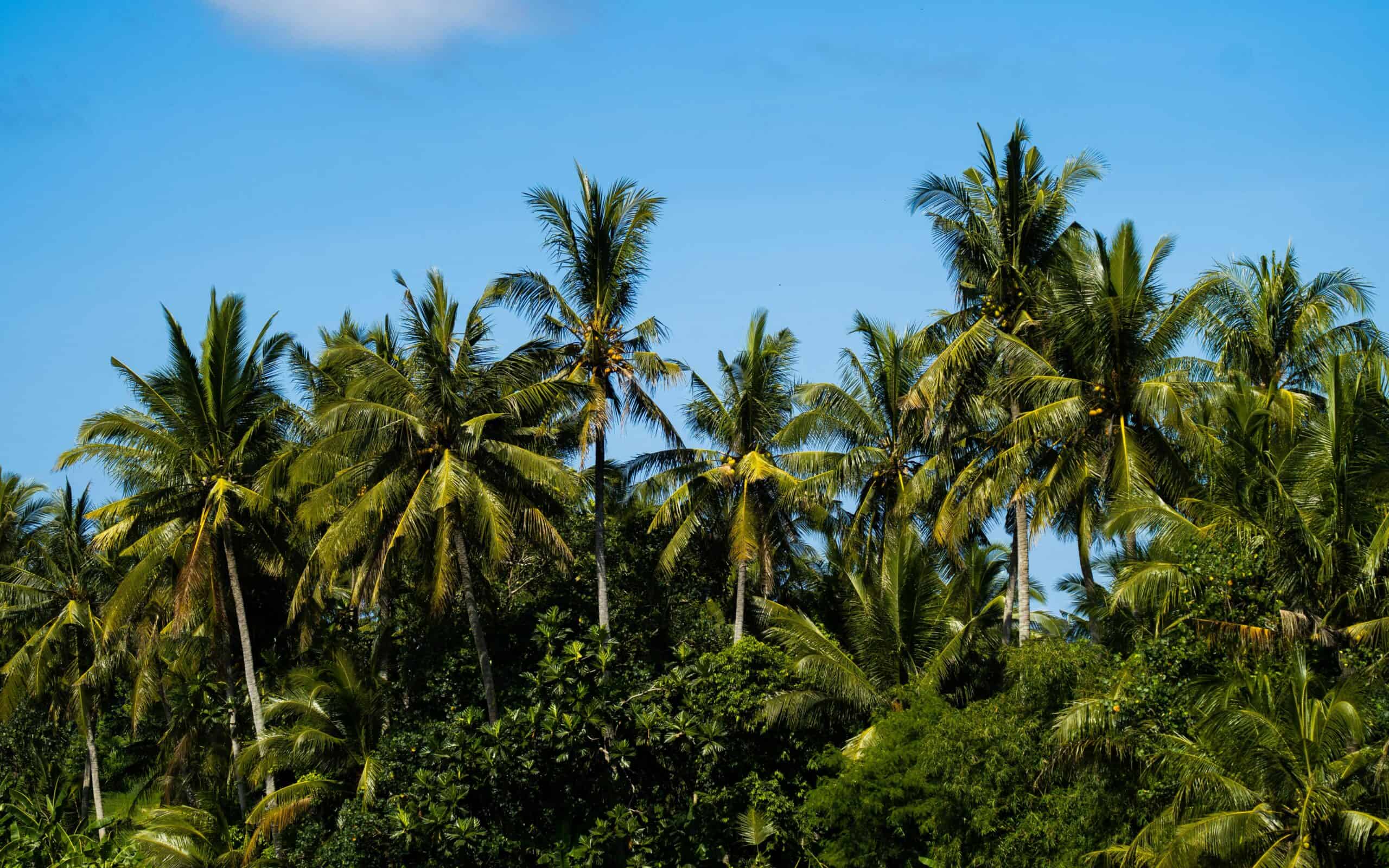 Eerste keer Bali: wat je moet weten (complete gids 2026) Bali landschap