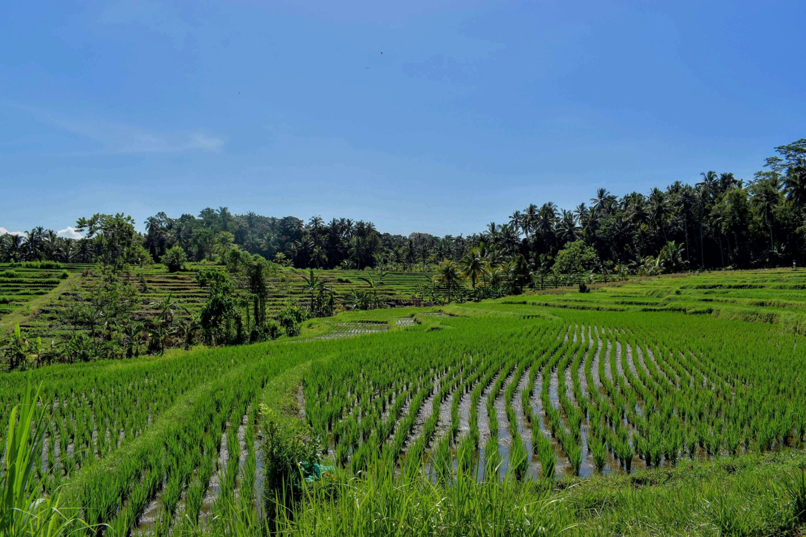 Bali rijstvelden