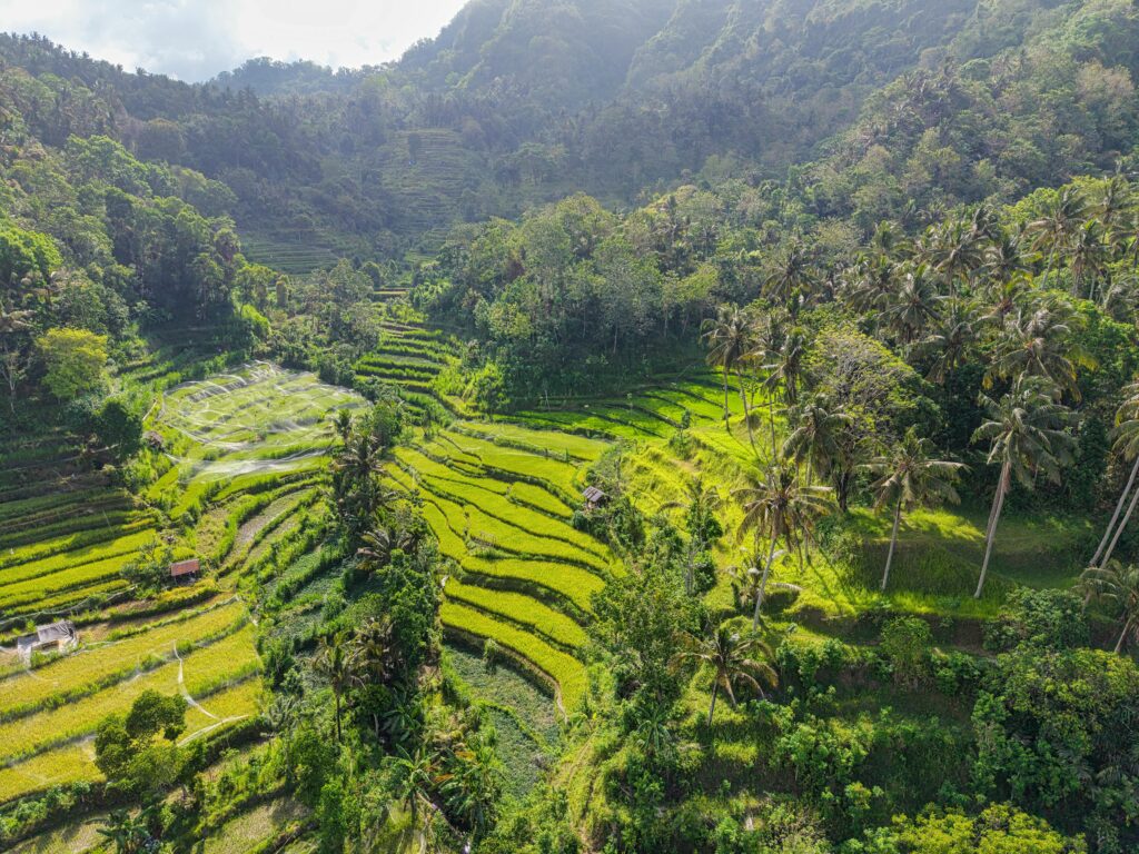 Bali prijs 2026