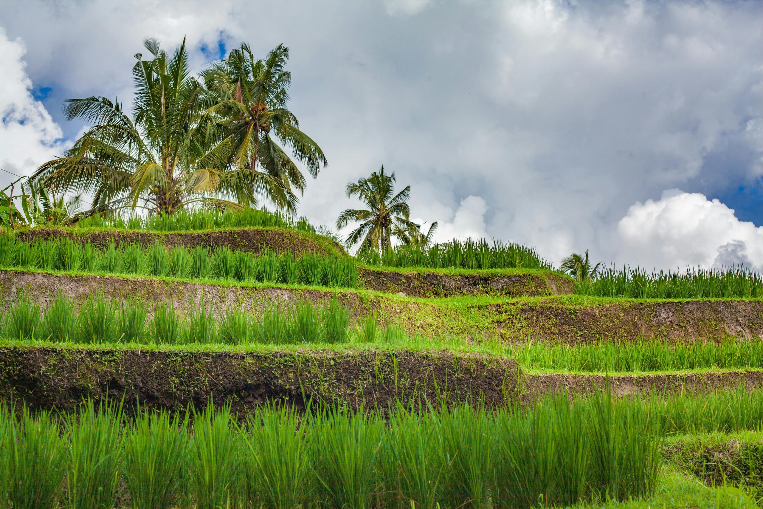 Beste reistijd bali landschap rijstvelden jungle