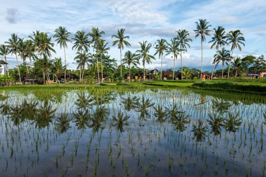 Rijstvelden Bali Rijstvelden Bali met palmbomen