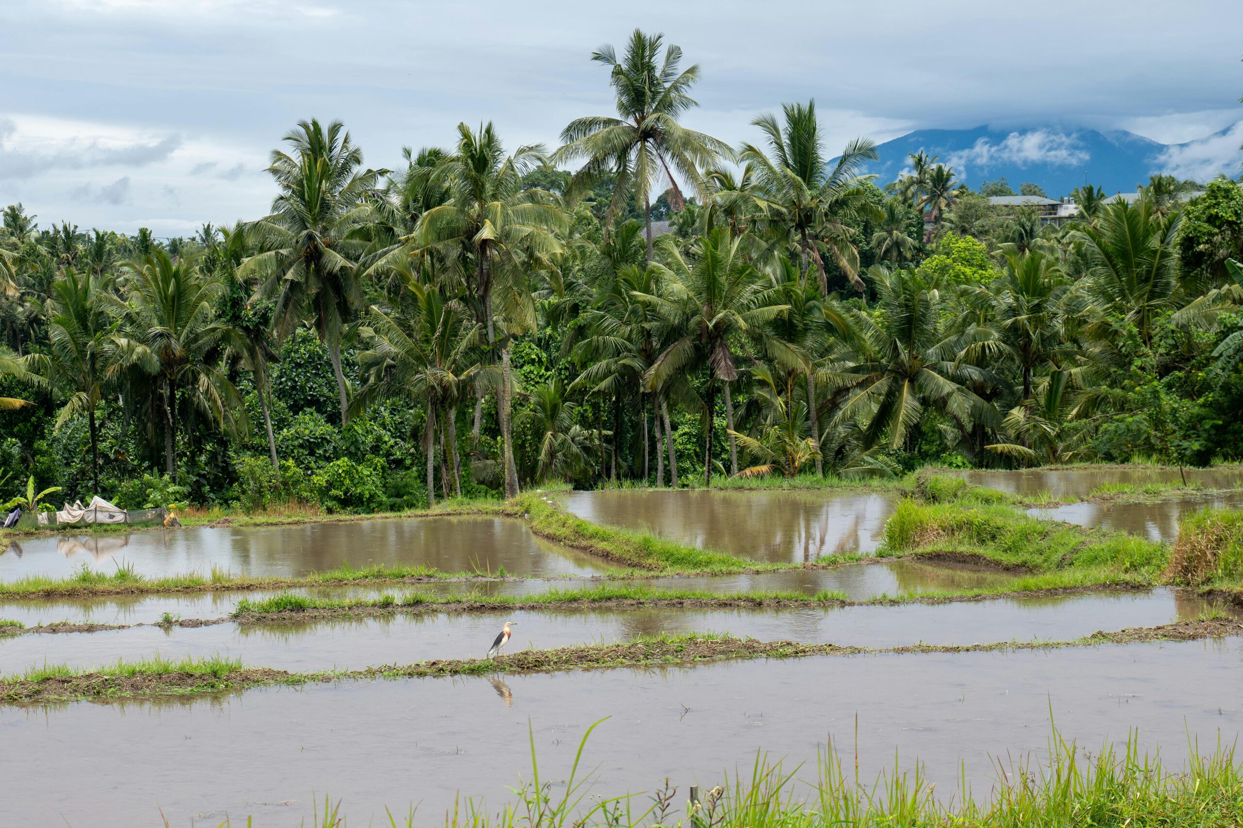 Bali rijstvelden groen em geoogst verschil