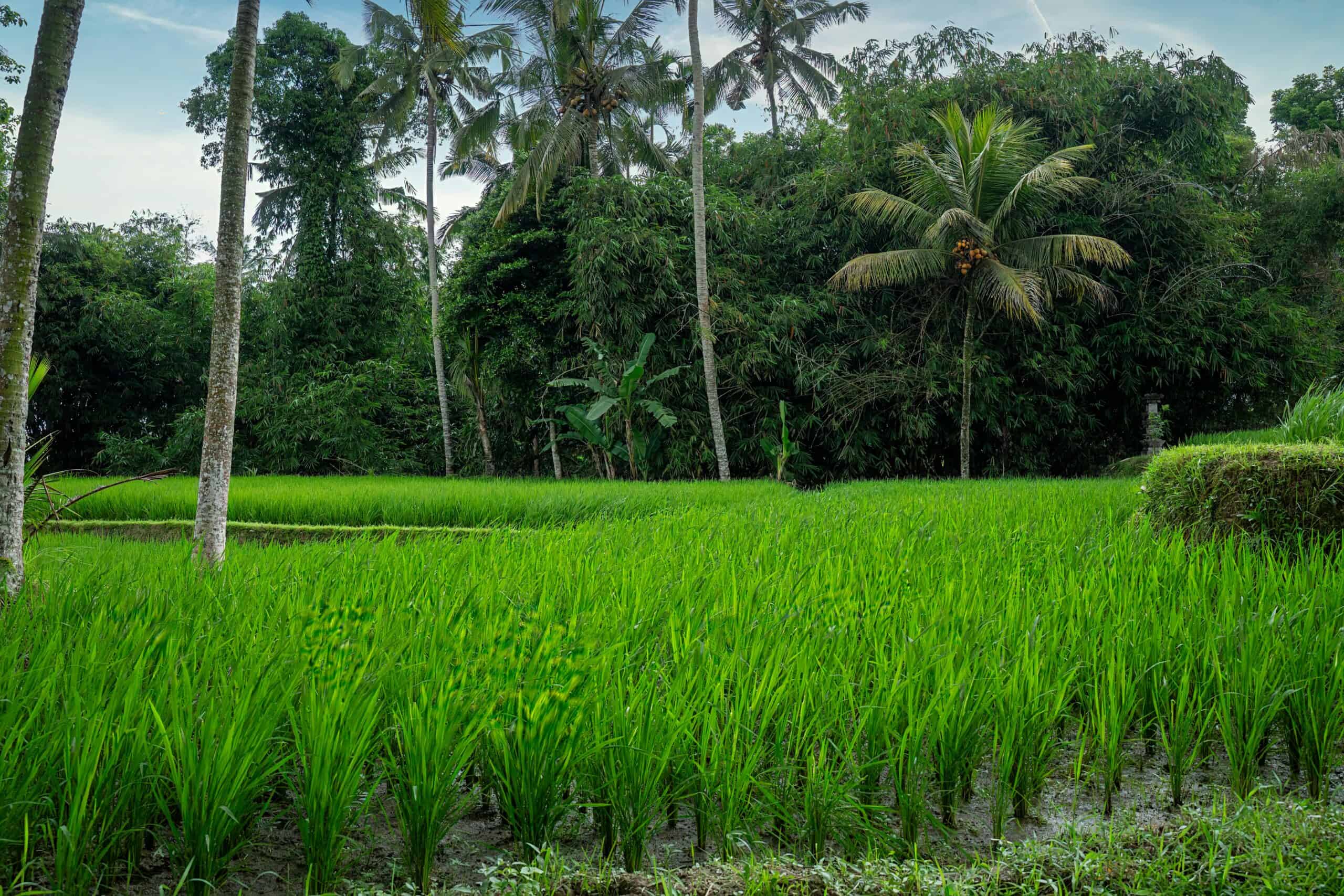 Eerste keer Bali: wat je moet weten (complete gids 2026) Ubud rijstvelden bali